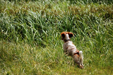 Spaniel running and hunting on the nature in the reeds