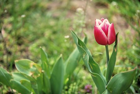 pink tulip on a background of green grassの写真素材