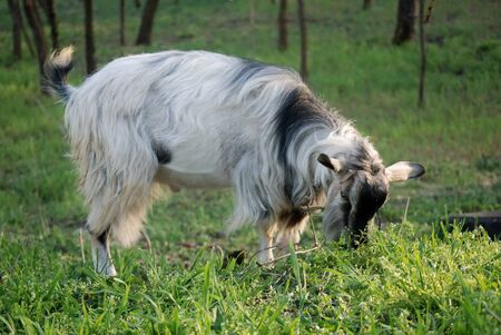 Domestic goat eats fresh green grassの写真素材
