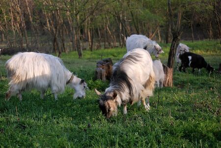 Domestic goat eats fresh green grassの写真素材