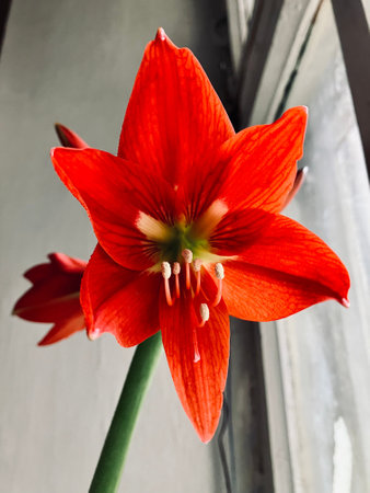 A vivid red amaryllis flower in full bloom, captured in close-up near a window. Soft daylight highlights the rich color and texture of the petals. A clean and elegant composition, perfect for themes of nature, home decor, botany, and beauty.の写真素材