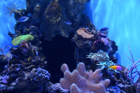 Fish swim in the sea. The inhabitants of the aquarium.の写真素材