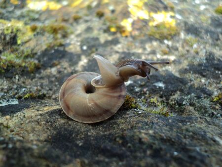 Snail on the stones. Pet. Cosmetics anti age and other products.