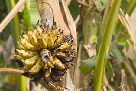 wild banana-treeの写真素材