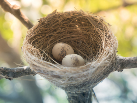 Bird nest on branch with easter eggs for Easterの写真素材
