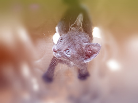 The cat sat on the floor-vintageの写真素材