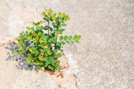 Young plant growing through crack in concrete pavement