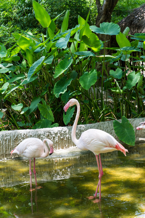 group of white flamingo bird in pondの写真素材