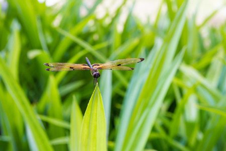 dragonfly sits on a grass on a meadowの写真素材