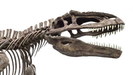 dinosaur skeleton, tyrannosaurus rex isolated on white backgroundの写真素材