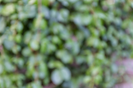 abstract green bokeh blur for backgroundの写真素材