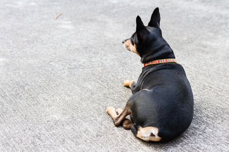 Miniature Pinscher puppy dogの写真素材