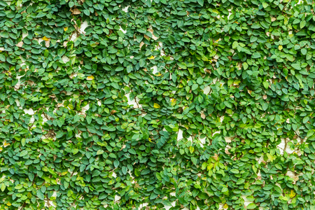 green leaves wall texture for backgroundの写真素材