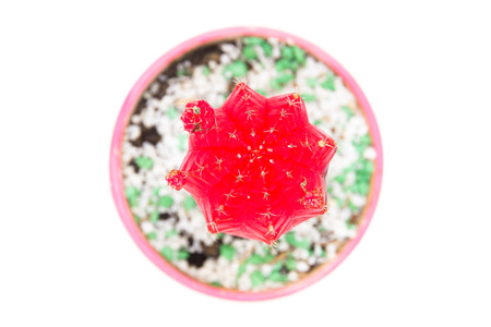 Cactus in a pot isolated on white background.の写真素材