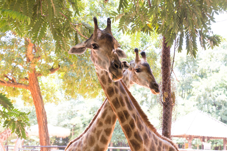 portrait image giraffe in Nakhon Ratchasima Zooの写真素材