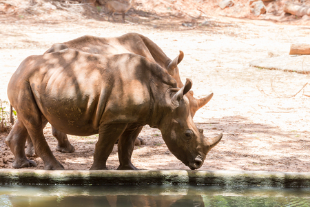 portrait image white rhinoceros in Nakhon Ratchasima Zooの写真素材