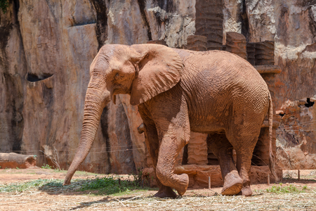 portrait image African Elephant in Nakhon Ratchasima Zooの写真素材