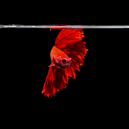 closeup background animal  aquarium fighting betta fishの写真素材