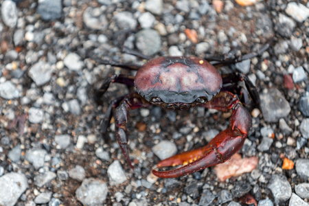 Top view Field crab black color on the ground in natureの写真素材