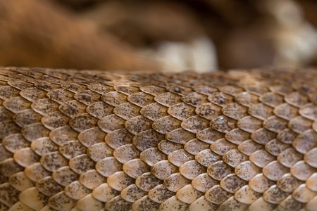 Portrait close up of rattlesnake,background Reptileの写真素材