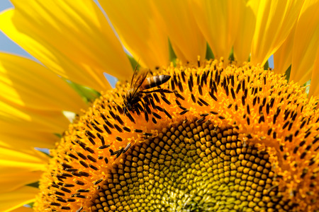 Closeup beautiful bee on sunflowers garden natural background. Summer landscape.