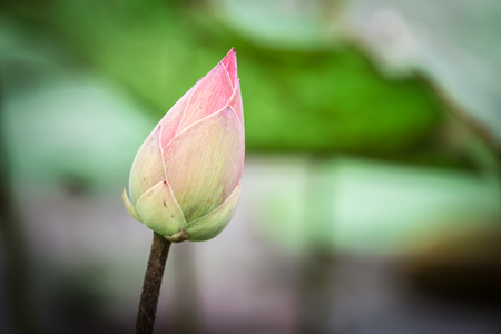 Beautiful closeup water lily lotus flower.Lotus flower plantsの写真素材