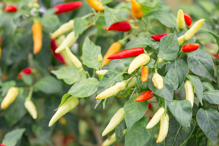 Asian thai chilli tree agriculteral. Red pepper organic food in home
