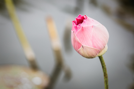 Beautiful closeup water lily lotus flower pink color.Lotus flower plantsの写真素材