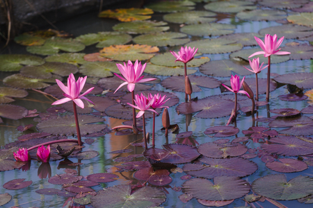 Beautiful closeup water lily lotus flower pink color.Lotus flower plantsの写真素材