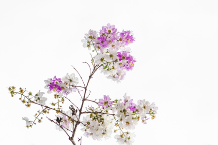 Purple flowers,Beautiful Lagerstroemia speciosa flower in the nature gardenの写真素材