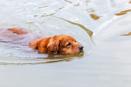 Golden retriever brown color swimming in river waterの写真素材