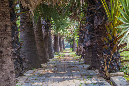Asian Palmyra palm,Landscape with sugar palm treesの写真素材