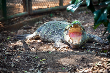 Big freshwater crocodiles open mouth in zooの写真素材