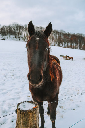 a large horse's headの写真素材