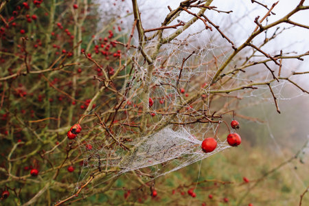 the spider did its jobの写真素材