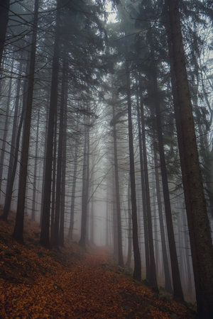 mysterious forest in the fogの写真素材