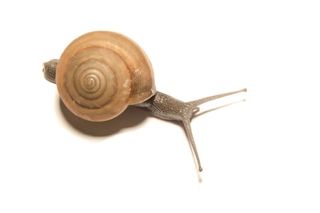 Snail isolated on whiteの写真素材
