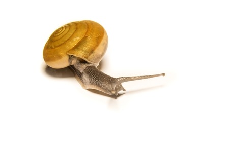 Snail isolated on white, shooting animals at close range.の写真素材