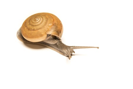 Snail isolated on white, shooting animals at close range.の写真素材