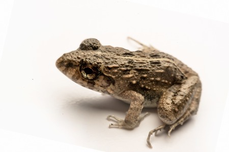 Frogs white background, Close-up, macro photos.の写真素材
