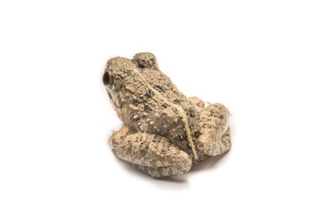 Frogs white background, Close-up, macro photos.の写真素材