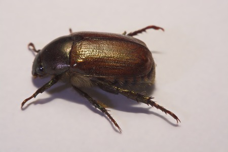 Insect beetle or primitive beetle on smooth background.