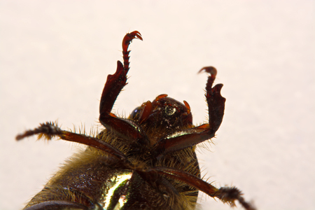 Insect beetle or primitive beetle on smooth background.