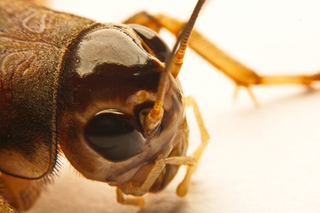Close-up photo of the cricket gesture on the background