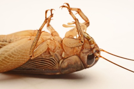 Close-up photo of the cricket gesture on the background