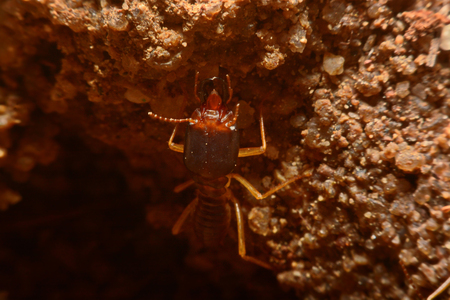 Termites work on the ground.