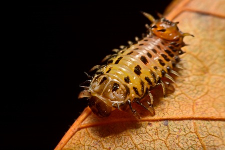 Larvae, ladybug on leafの写真素材