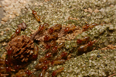 Termites work on the ground.