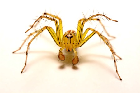 Jumping Spider. A close up of a jumping spider.