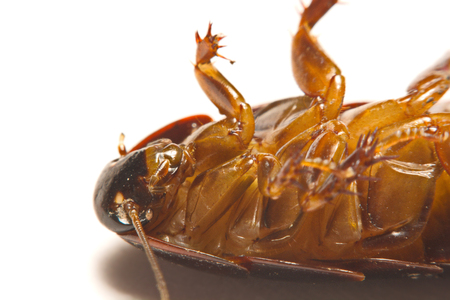 Australian giant burrowing cockroach on white background